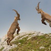 Kozorozec horsky - Capra ibex - Alpine Ibex 7705